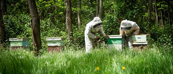 Εγκρίθηκε η επιχορήγηση στα μελισσοκομικά προγράμματα του 2026, ύψους 12,6 εκ. ευρώ, μέχρι πότε πρέπει να γίνει πληρωμή