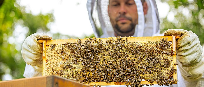 Aιτήσεις και παραστατικά για τις δράσεις στην μελισσοκομία του 2026