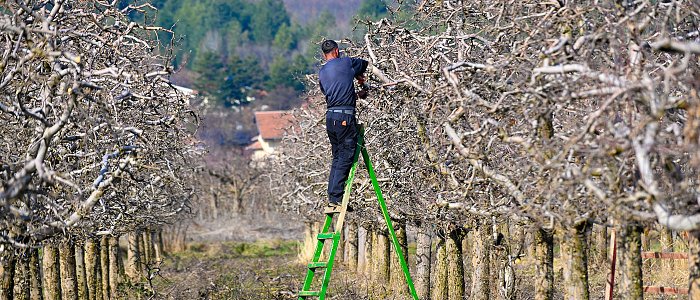 Φυτοπροστασία στη μηλιά: οι κρίσιμες επεμβάσεις της άνοιξης
