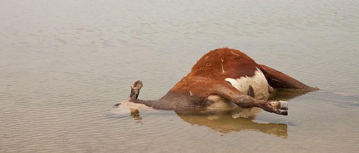 ΓΕΩΤ.Ε.Ε.: Επικίνδυνη και ατελέσφορη η διενέργεια κτηνιατροδικαστικών πράξεων από μη αρμόδιους επιστήμονες