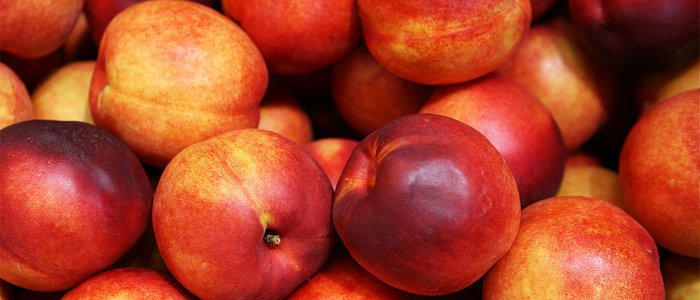 Νεκταρινιά: Οι κρίσιμες επιλογές για την εγκατάσταση νέας φυτείας