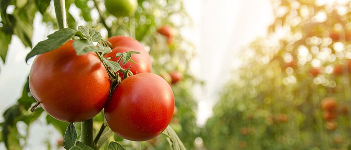 Λύσεις στα προβλήματά τους ζητούν από την κυβέρνηση οι παραγωγοί θερμοκηπιακών καλλιεργειών