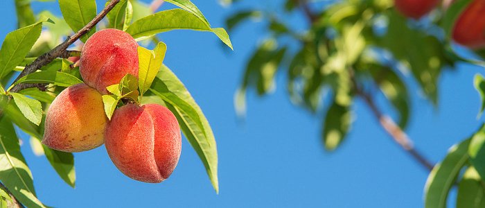 Ροδακινιά: Οι σωστές φροντίδες πριν και κατά τη διάρκεια του χειμώνα