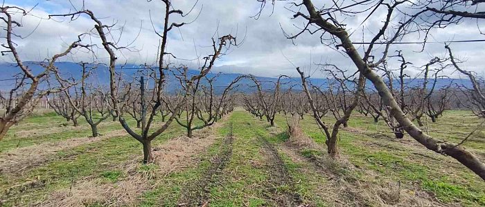 Ροδακινιά: Βασική λίπανση και Φυτοπροστασία πριν την άνθηση