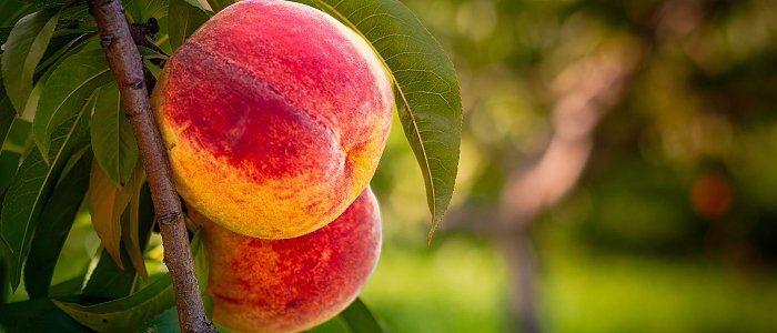 Ανθοφορία Ροδακινιάς: εξέλιξη, καιρικές συνθήκες και βλέμμα στη νέα παραγωγή