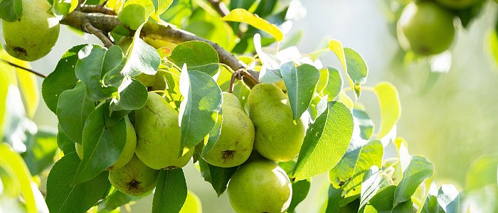 Ξεκίνησε συγκομιδή αχλαδιών, οι Κοντούλες πήραν αύξηση τιμής 30% λόγω μειωμένης παραγωγής