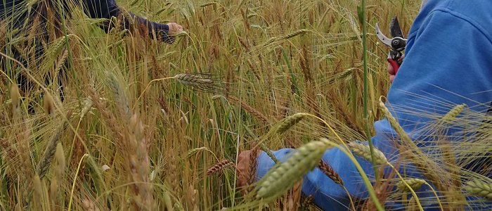 Γνωρίζοντας τον άνθρωπο που κρατά ζωντανές τις παλιές ποικιλίες – το μονόκοκο και τη μπαχοβίτικη πιπεριά