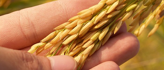 Ισχυρό μήνυμα αλλαγής στρατηγικής για το ρύζι από την ημερίδα της ΕΔΟΡΕΛ