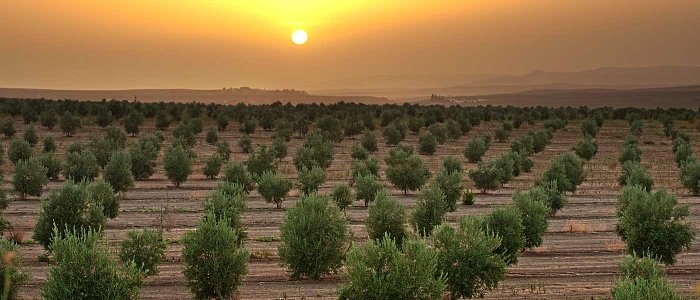 Συστήματα φύτευσης ελιάς: τι λειτουργεί και τι όχι στον ελληνικό χώρο