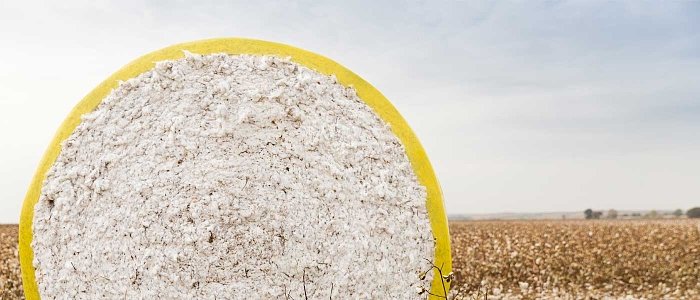 Πτωτική η παγκόσμια αγορά βαμβακιού το 2024/25 σύμφωνα με την ICAC