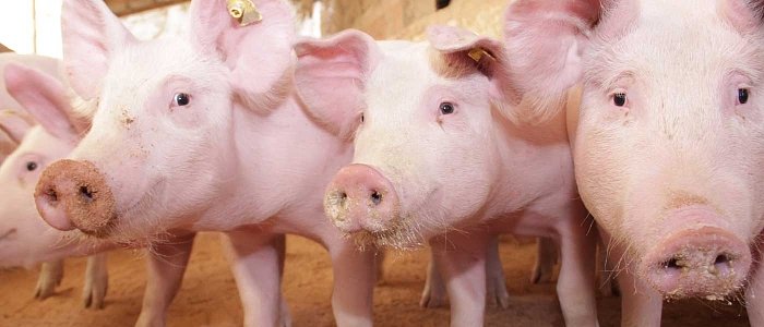 Χοιρινό στην ΕΕ: Ανάκαμψη τιμών με φόντο την παραγωγή και τις εξαγωγές της προηγούμενης χρονιάς