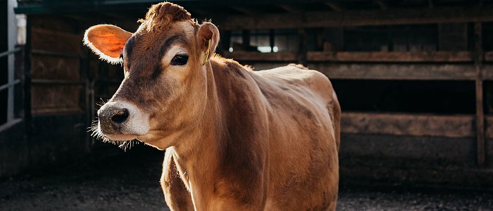 Οζώδης Δερματίτιδα των Βοοειδών: Όταν η ασθένεια φαίνεται στο ζώο και κοστίζει στην παραγωγή