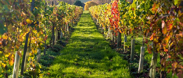 Η Γαλλία ενεργοποιεί σχέδιο οριστικής εκρίζωσης αμπελώνων – 130 εκ. ευρώ για τη σταθεροποίηση της οινοπαραγωγής