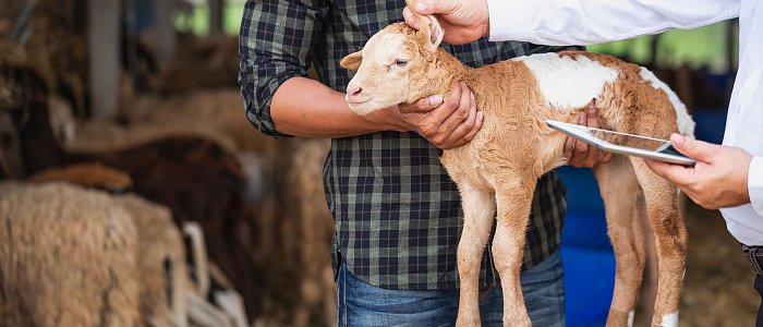 Ακατάσχετες οι ενισχύσεις de minimis με απόφαση ΥπΑΑΤ, στρατιωτικοί κτηνίατροι στη μάχη για ευλογιά αιγοπροβάτων