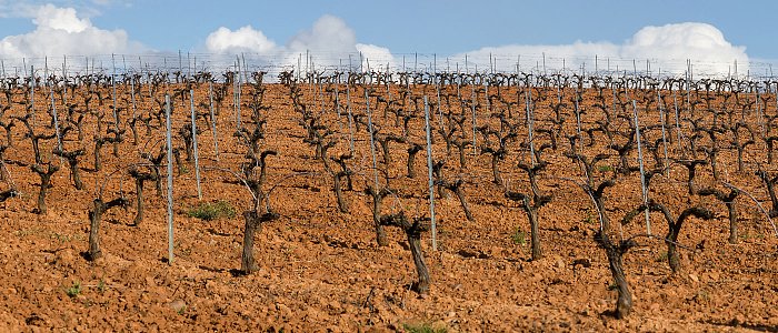 Κλάδεμα αμπελιού: χρόνος, τρόπος και κρίσιμες επιλογές στο χωράφι
