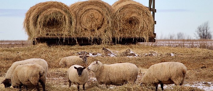 Αρχές Οκτωβρίου η ενίσχυση στους κτηνοτρόφους  για ζωοτροφές, ανέφερε ο Υφυπουργός Θανάσης Καββαδάς