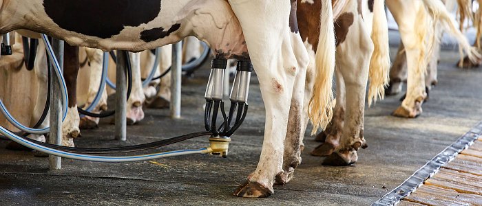 Πόσες φορές πρέπει να αρμέγεται η αγελάδα;