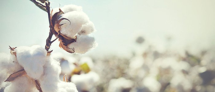 Πτώση 4% στην παγκόσμια παραγωγή βάμβακος το 2026/27 λόγω χαμηλών τιμών και αδύναμης ζήτησης