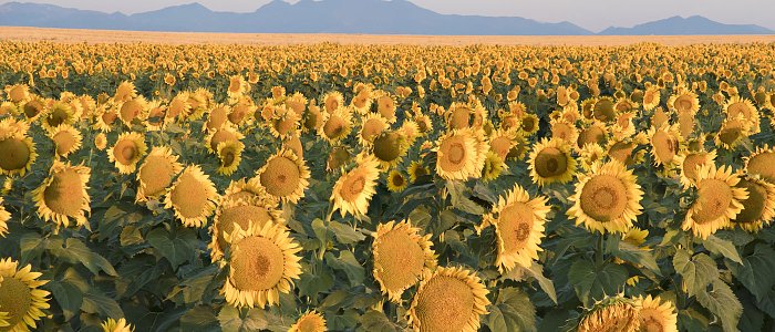 Ηλίανθος: Οι σωστές βάσεις πριν τη σπορά κάνουν τη διαφορά