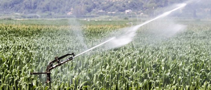 Καλαμπόκι: Η άρδευση περνά στο επίκεντρο της καλλιέργειας