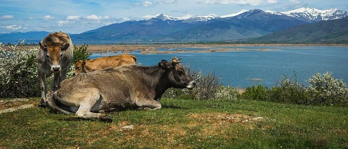 Νέες εντάξεις στις αυτόχθονες φυλές, δημοσιεύθηκε η απόφαση για διατήρηση γενετικών πόρων στην κτηνοτροφία με κονδύλι 7,7 εκ. ευρώ