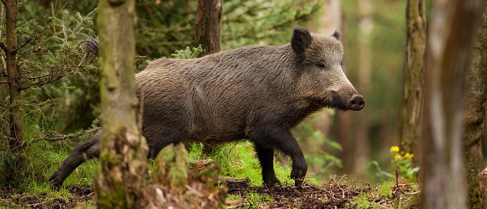ΥΠΑΑΤ: Λήψη μέτρων λόγω νέων εστιών Αφρικανικής Πανώλης των Χοίρων στη Βουλγαρία