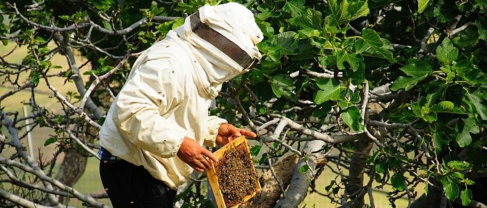 Την πληρωμή για αντικατάσταση κυψελών και μετακινήσεις περιμένουν οι μελισσοκόμοι