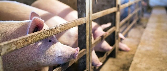 Αλλαγές στον προϋπολογισμό φέρνει τροποποιητική απόφαση για τη δράση της καλής μεταχείρισης των χοίρων
