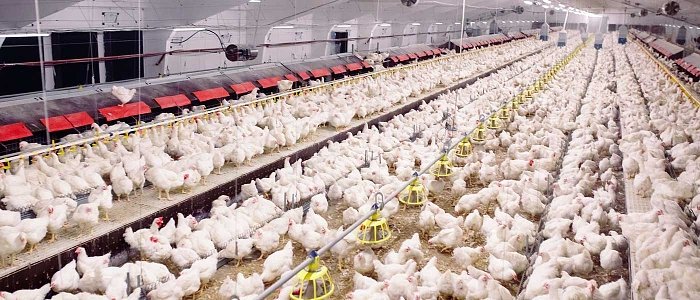 Πτηνοτροφία σε πίεση: Ανάπτυξη στο ράφι, Ασφυξία στο κοτέτσι - Αποκλειστική συνέντευξη του προέδρου της Ε.Π.ΚΕ.Ν.Ε.