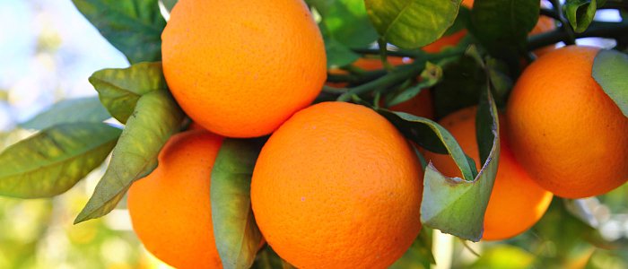 Το ελληνικό πορτοκάλι: η πορεία του μέσα από έξι δεκαετίες καλλιέργειας