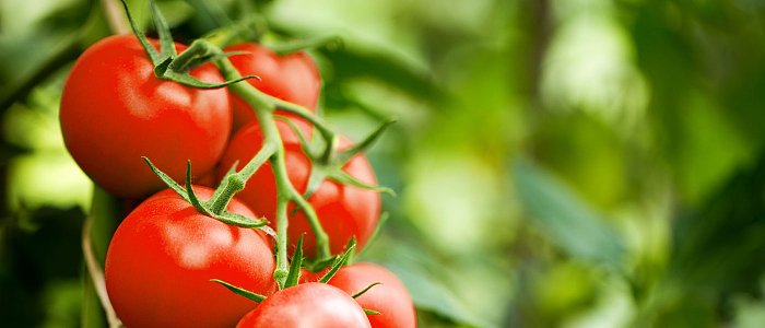 Θερμοκηπιακή τομάτα: Μειωμένες ποσότητες, με τις τιμές σε βελτιωμένα επίπεδα