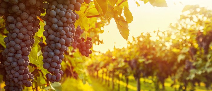 Νέα δέσμη ρυθμίσεων για τον αμπελοοινικό τομέα στην Ευρωπαϊκή Ένωση