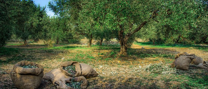 Η πορεία της ελιάς στην Ελλάδα σε αριθμούς: από το 1960 έως σήμερα