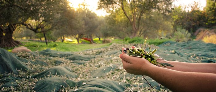 Επιλογή του κατάλληλου χρόνου και τρόπου συγκομιδής της ελιάς