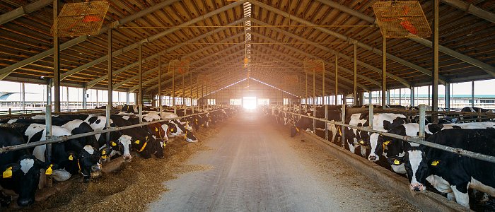 Μετάβαση από τη ξηρά στη γαλακτική περίοδο: Οδηγός για τον κτηνοτρόφο που θέλει αποδόσεις