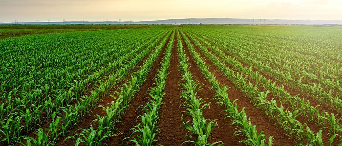 Λίπανση αραβοσίτου: Τα βασικά για σωστή και αποδοτική καλλιέργεια