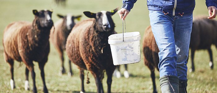 Τι αλλάζει στο αιγοπρόβειο γάλα – όταν αλλάζει η διατροφή των ζώων