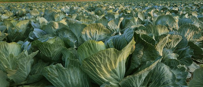 Σταυρανθή Λαχανικά: Η Καλλιέργεια και οι Ιδιαιτερότητές τους στην Ελλάδα