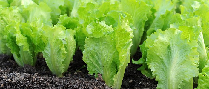 Η καλλιέργεια του μαρουλιού: κόπος, φροντίδα και συνέπεια