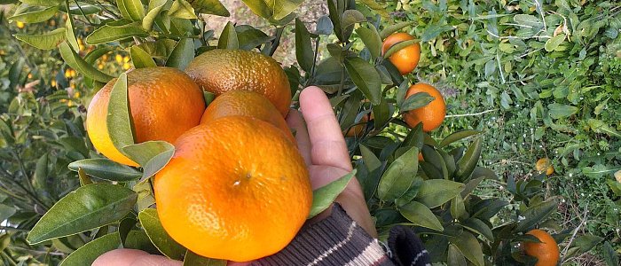 Ξεκινούν οι κοπές στα πρώιμα μανταρίνια, η εικόνα της παραγωγής και πότε ξεκινά η συγκομιδή  για τις Κλημεντίνες
