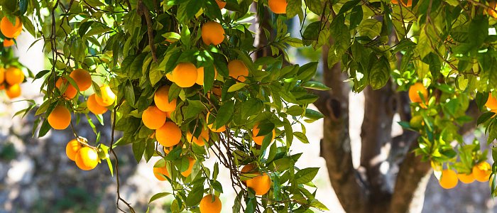 Όταν η Θερμοκρασία Πέφτει: Πώς Επηρεάζονται τα Εσπεριδοειδή και Πώς Προστατεύονται