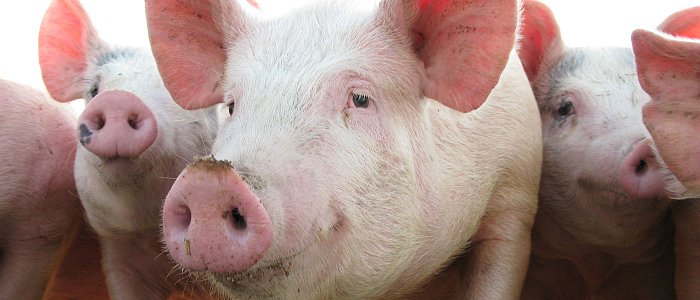 Έβαλε η Κομισιόν δασμούς στα κινέζικα ηλεκτρικά αυτοκίνητα απάντησε η Κίνα με δασμούς στο χοιρινό της ΕΕ