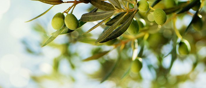 Δακοκτονία 2025: Πού έγιναν οι ψεκασμοί και πού καθυστέρησαν