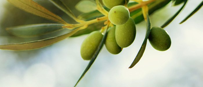 Πυρηνοτρήτης στην ελιά: Η σημασία της παρακολούθησης και του σωστού χρόνου επέμβασης
