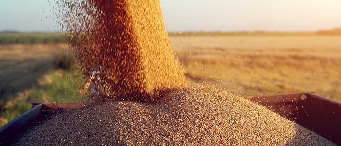 Τιμή που αγόρασε σκληρό σιτάρι η Αλγερία, τι συμβαίνει φέτος με τουρκική παραγωγή τιμές και εξαγωγές