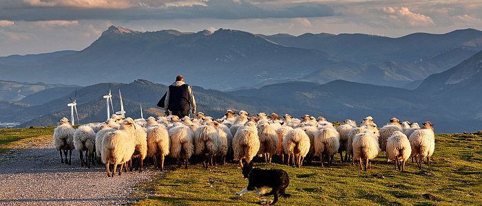 Αναστολή φορολογικών και ασφαλιστικών υποχρεώσεων σε όσους έχασαν ζώα λόγω ευλογιάς, στην τελική φάση οι ζωοτροφές