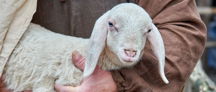 Κτηνοτρόφοι προς Τσιάρα: Επιτέλους καθίστε και δουλέψτε, περιμένουμε αποζημιώσεις και στήριξη εισοδήματος