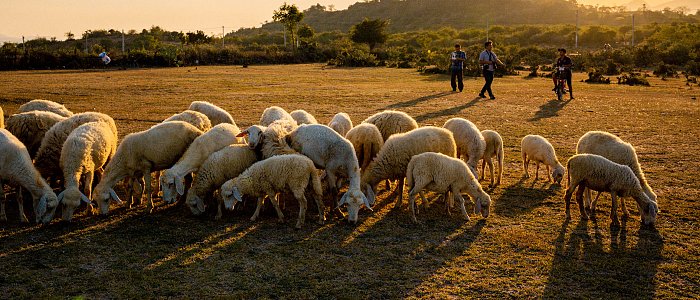 Ανησυχητικές διαστάσεις έχει πάρει η εξάπλωση του καταρροϊκού, ανάγκη για μέτρα στήριξης κτηνοτρόφων
