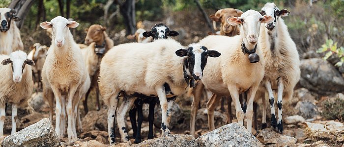 Κτηματολόγιο: Φόβος απώλειας περιουσιών στην Κρήτη – Τι ζήτησε ο πρόεδρος Συλλόγου Κτηνοτρόφων Ρεθύμνης, Γιώργος Βενιεράκης