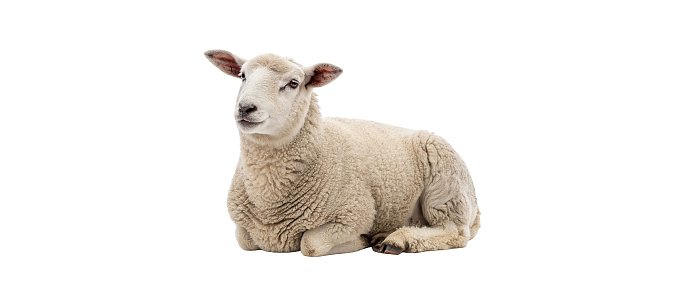 Η περίοδος των γεννήσεων στα αιγοπρόβατα: τι χρειάζεται προσοχή